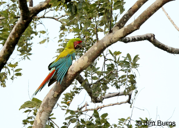 Great Green Macaw