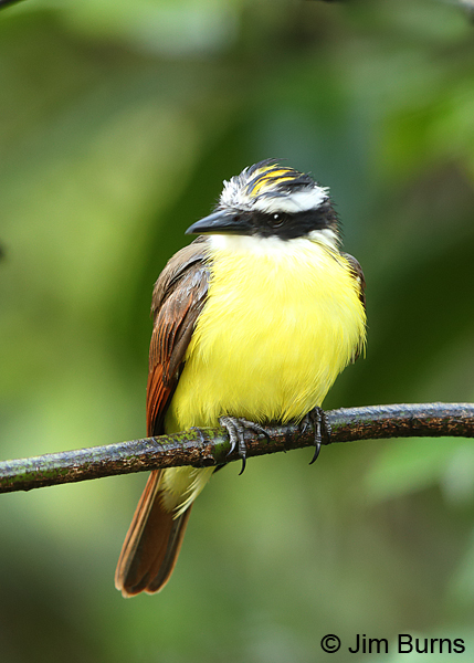 Great Kiskadee, La Quinta