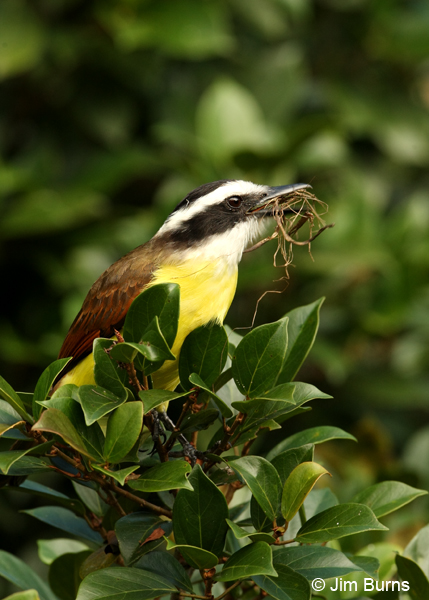 Great Kiskadee with nesting material