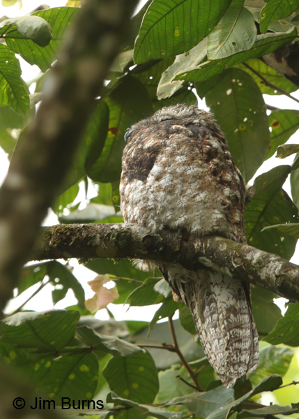 Great Potoo, Arenal