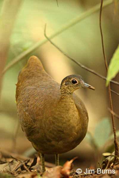 Great Tinamou close up