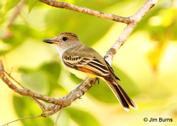 Great-crested Flycatcher