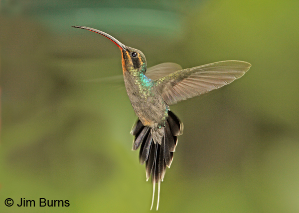 Green Hermit juvenile male #2