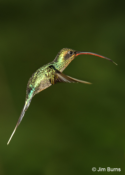 Green Hermit juvenile male