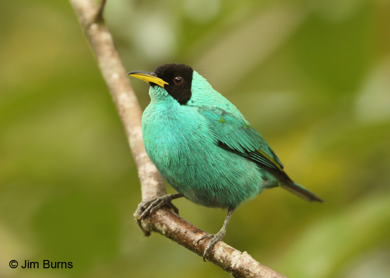 Green Honeycreeper male