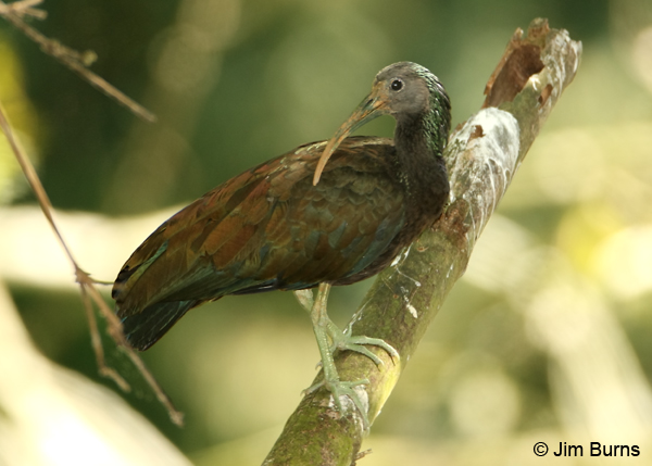 Green Ibis