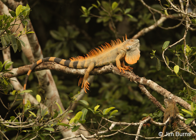 Green Iguana male in canopy