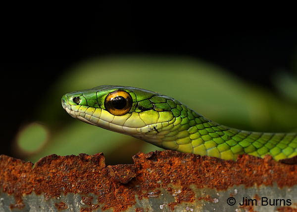 Green Parrot Snake
