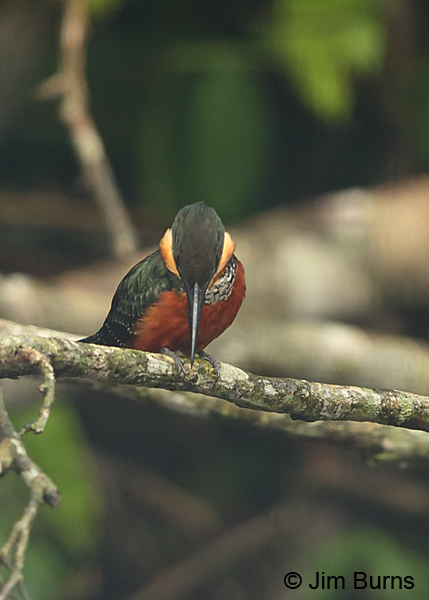 Green-and-rufous Kingfisher fishing