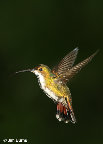 Green-breasted Mango female in flight