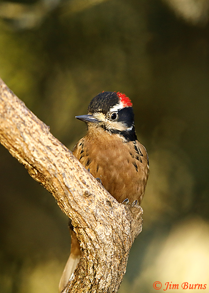 Hairy Woodpecker male ventral close-up--6342