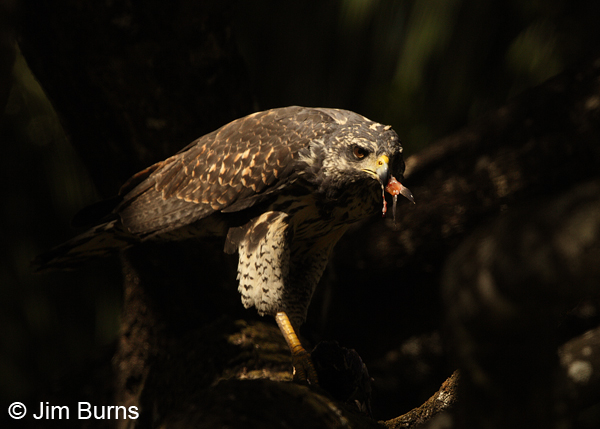Harris's Hawk juvenile eating fish