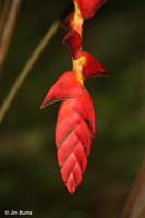 Heliconia