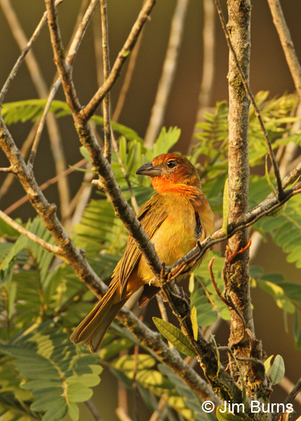 Hepatic Tanager immature male