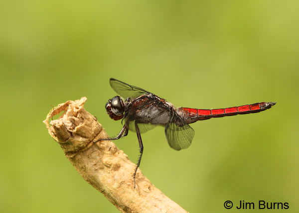Hercules Skimmer male, Bijagua, CR, December 2013
