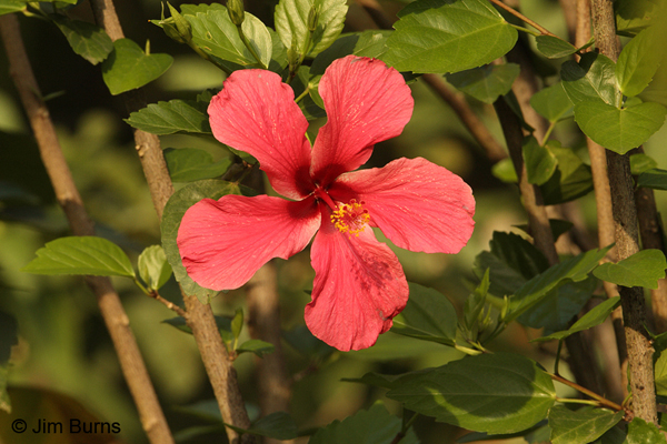 Hibiscus