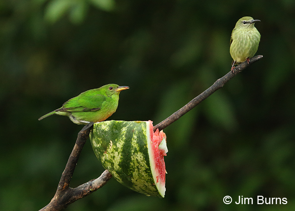 Honeycreeper females (Green on left, Red-legged on right)