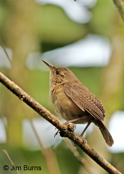 House Wren