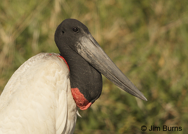 Jabiru head shot