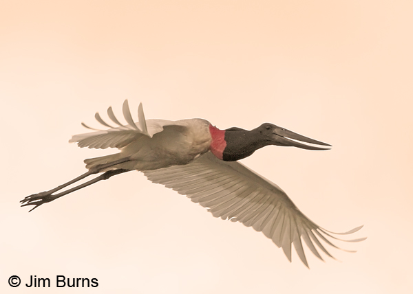 Jabiru in flight, sunset