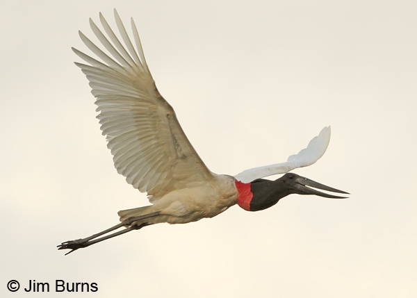 Jabiru in flight