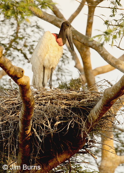 Jabiru on nest, sunset