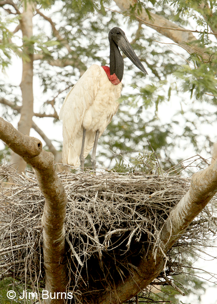 Jabiru on nest