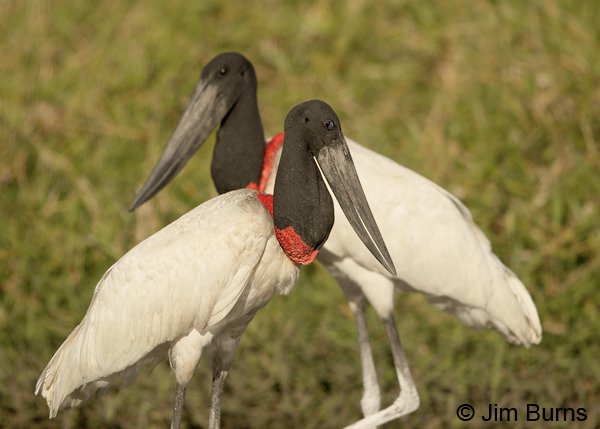 Jabiru pair