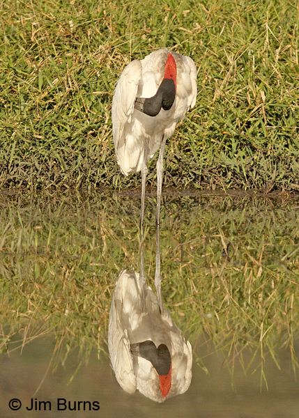 Jabiru preening reflection