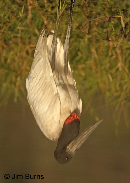 Jabiru sunrise, just the reflection