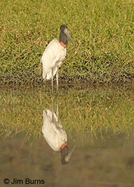 Jabiru sunrise reflection #2