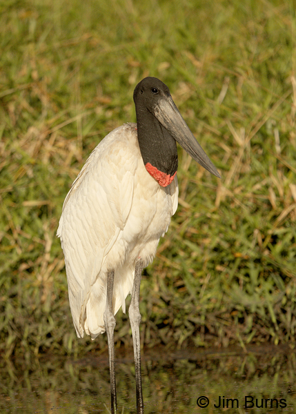 Jabiru