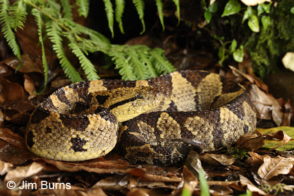 Jumping Pit Viper