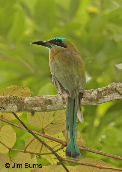 Keel-billed Motmot dorsal view