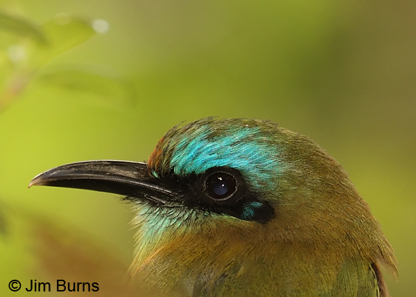 Keel-billed Motmot head shot