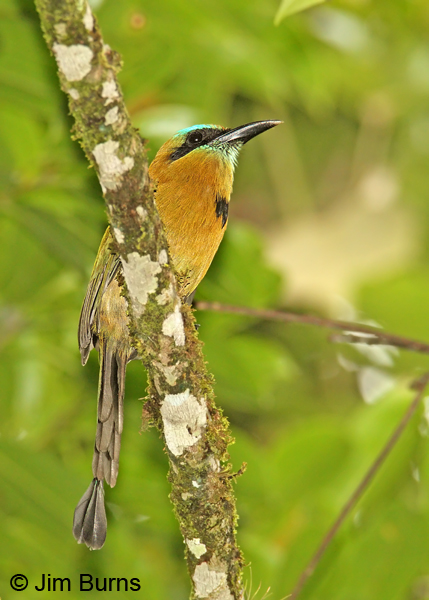Keel-billed Motmot ventral view
