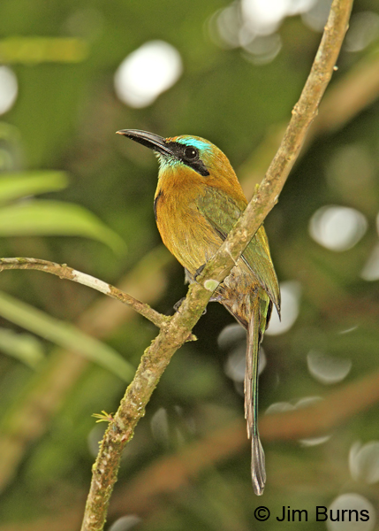 Keel-billed Motmot on branch