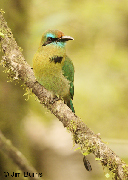 Keel-billed Motmot