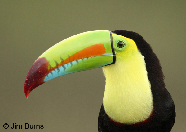 Keel-billed Toucan head shot