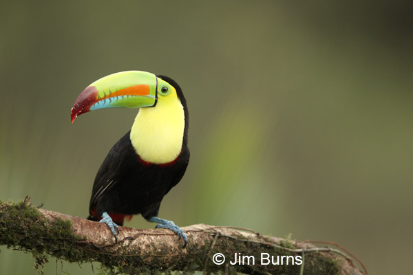 Keel-billed Toucan on mossy limb
