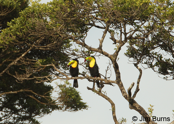 Keel-billed Toucan pair