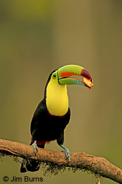 Keel-billed Toucan with banana