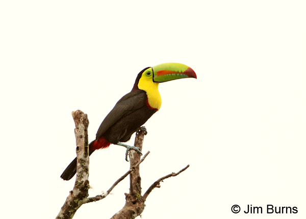 Keel-billed Toucan on snag