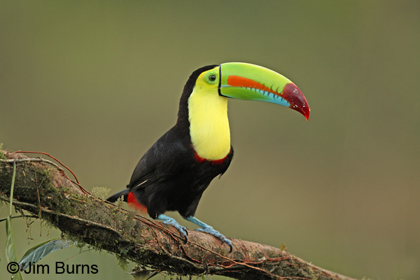 Keel-billed Toucan