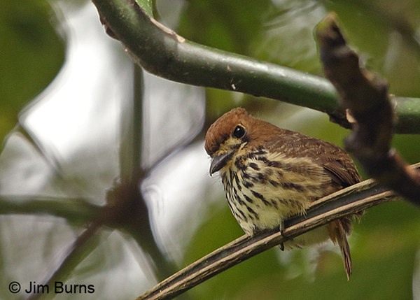 Lanceolated Monklet close-up, Tapanti NP