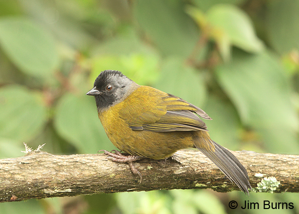 Large-footed Finch on log