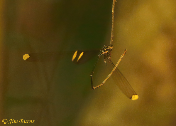 Lemon-tipped Helicopter male dorsal view, Santa Rosa NP, C.R., December 2013--0427
