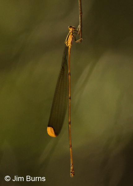 Lemon-tipped Helicopter male, Santa Rosa NP, C.R., December 2013