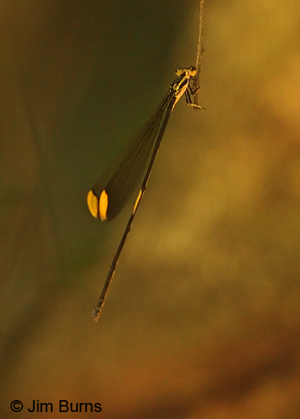 Lemon-tipped Helicopter male dorsal view, Santa Rosa NP, C.R., December 2013
