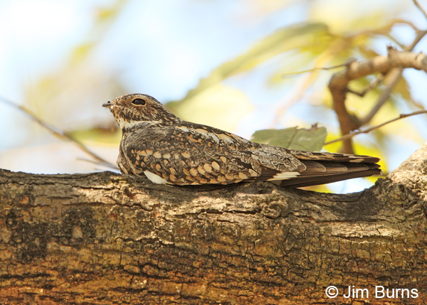 Lesser Nighthawk